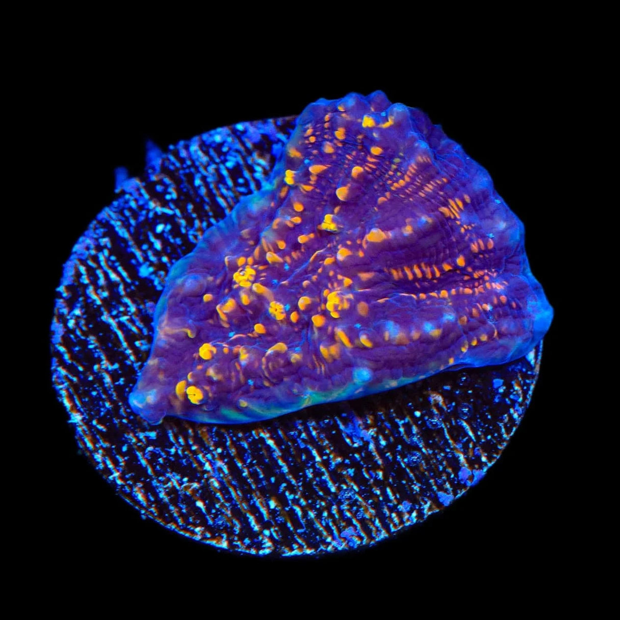 TSA Goldschlager Chalice Coral