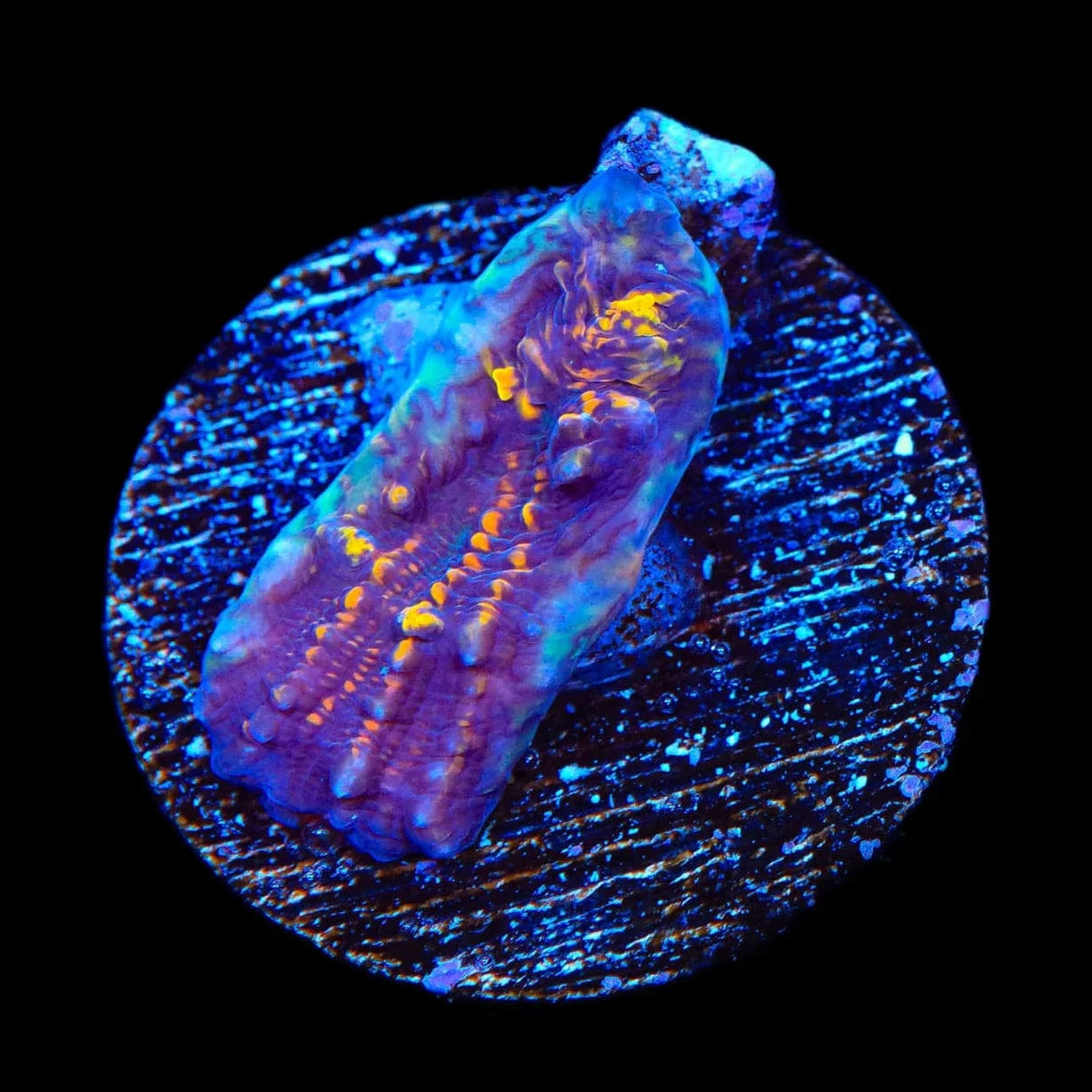 TSA Goldschlager Chalice Coral