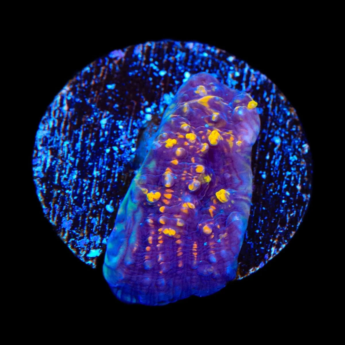TSA Goldschlager Chalice Coral