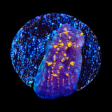 TSA Goldschlager Chalice Coral