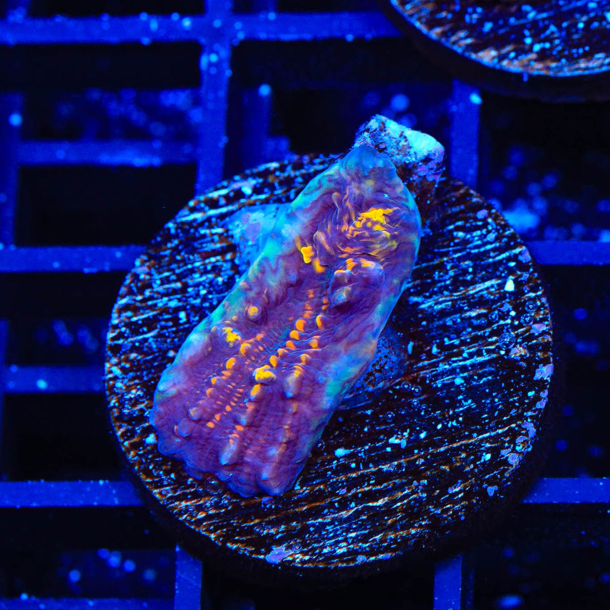 TSA Goldschlager Chalice Coral