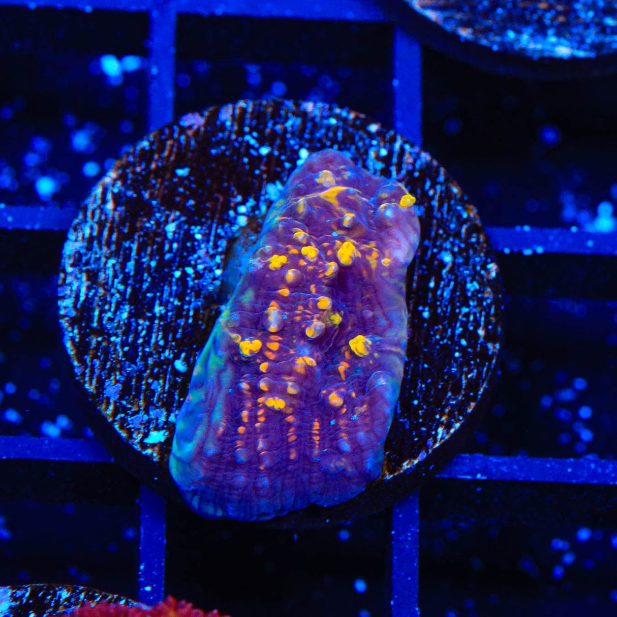 TSA Goldschlager Chalice Coral