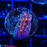 TSA Goldschlager Chalice Coral