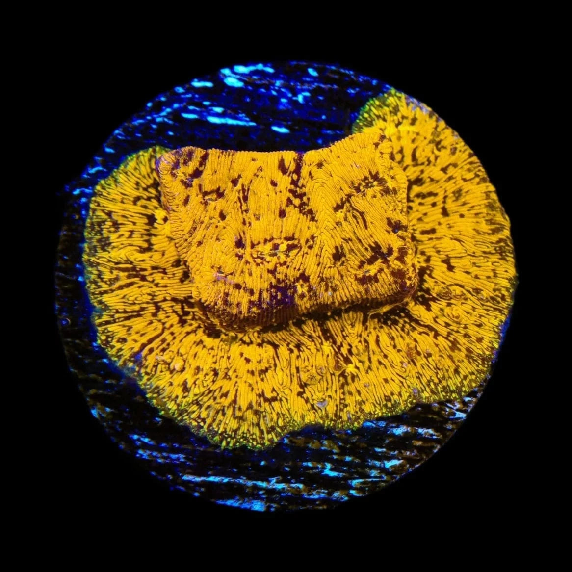 TSA Goldschlager Leptoseris Coral