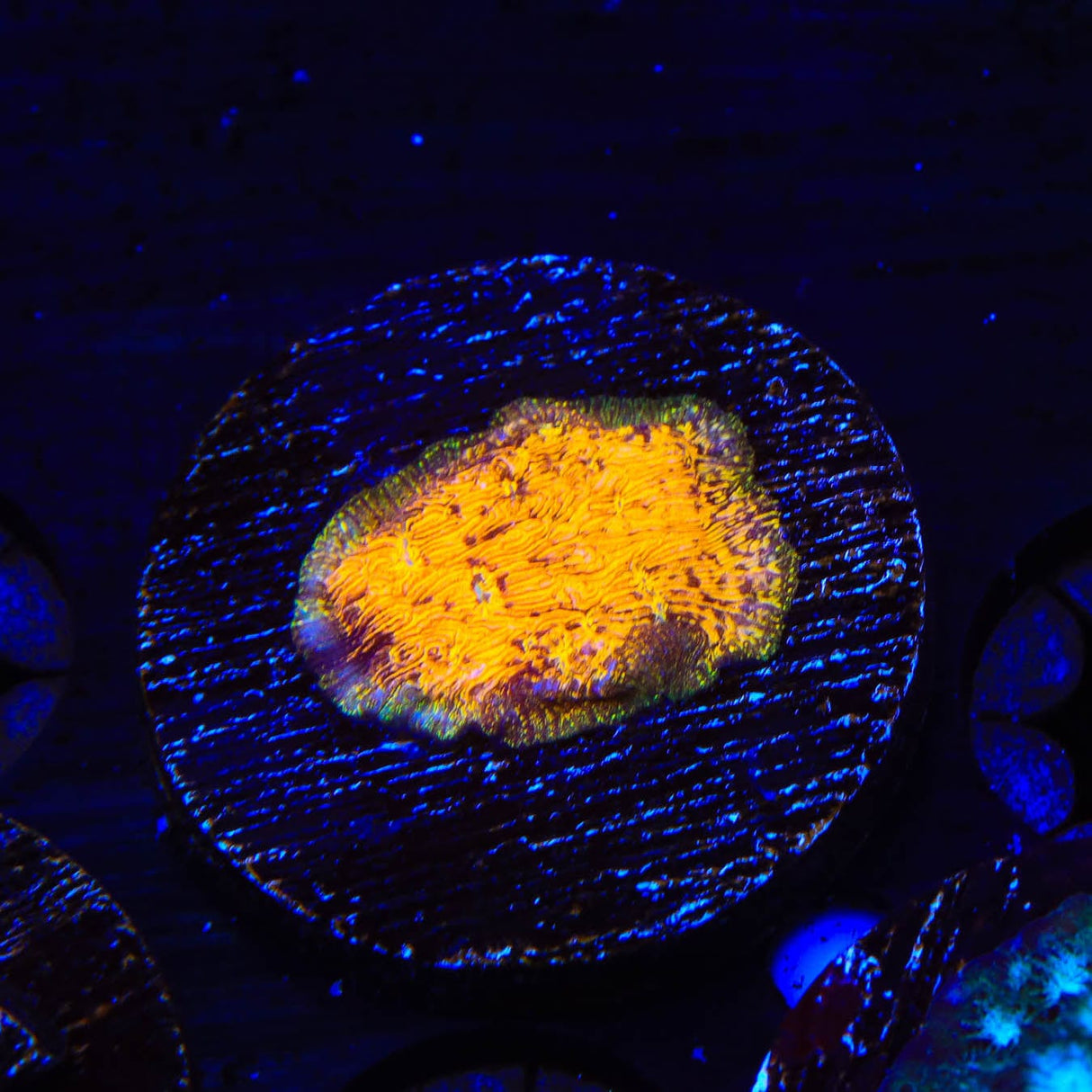 TSA Goldschlager Leptoseris Coral