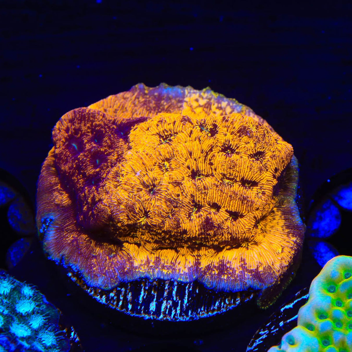 TSA Goldschlager Leptoseris Coral