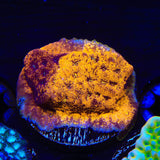 TSA Goldschlager Leptoseris Coral