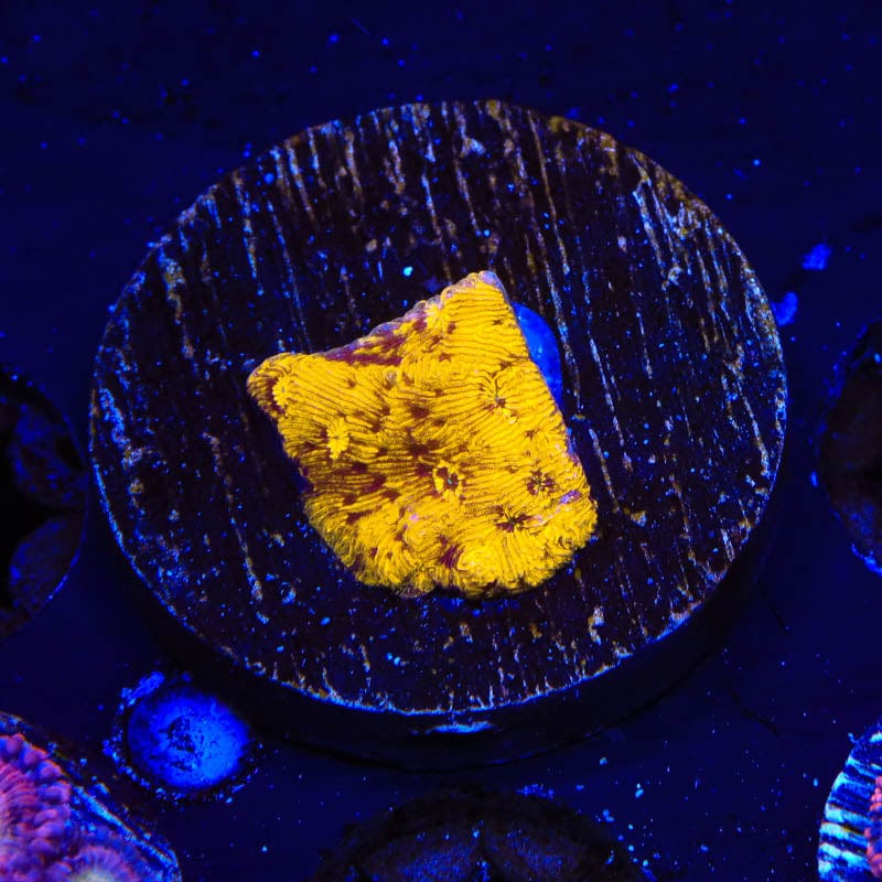 TSA Goldschlager Leptoseris Coral