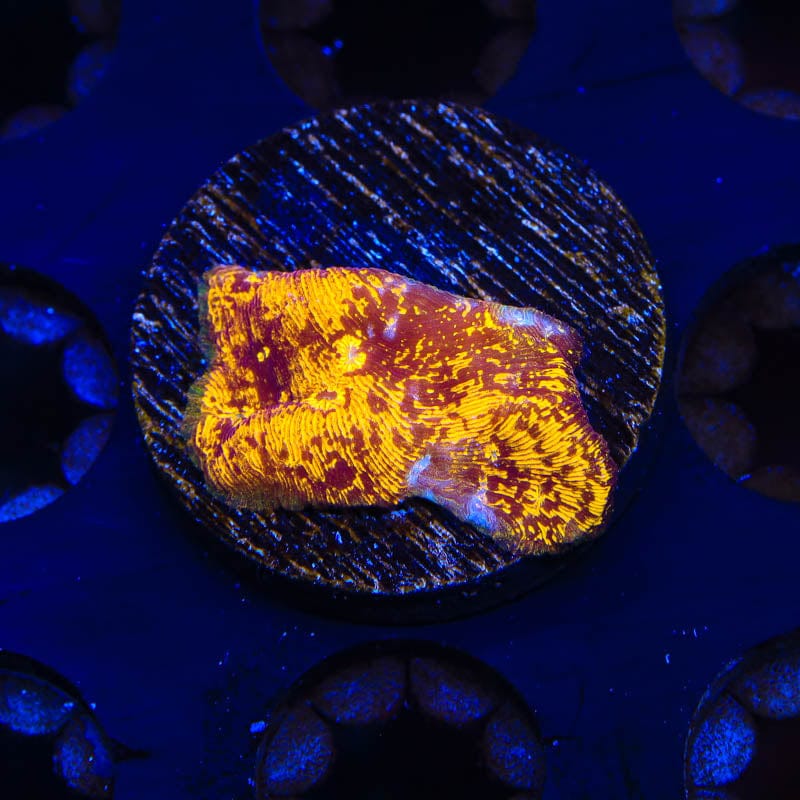 TSA Goldschlager Leptoseris Coral