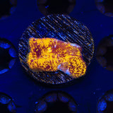 TSA Goldschlager Leptoseris Coral