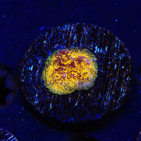 TSA Goldschlager Leptoseris Coral