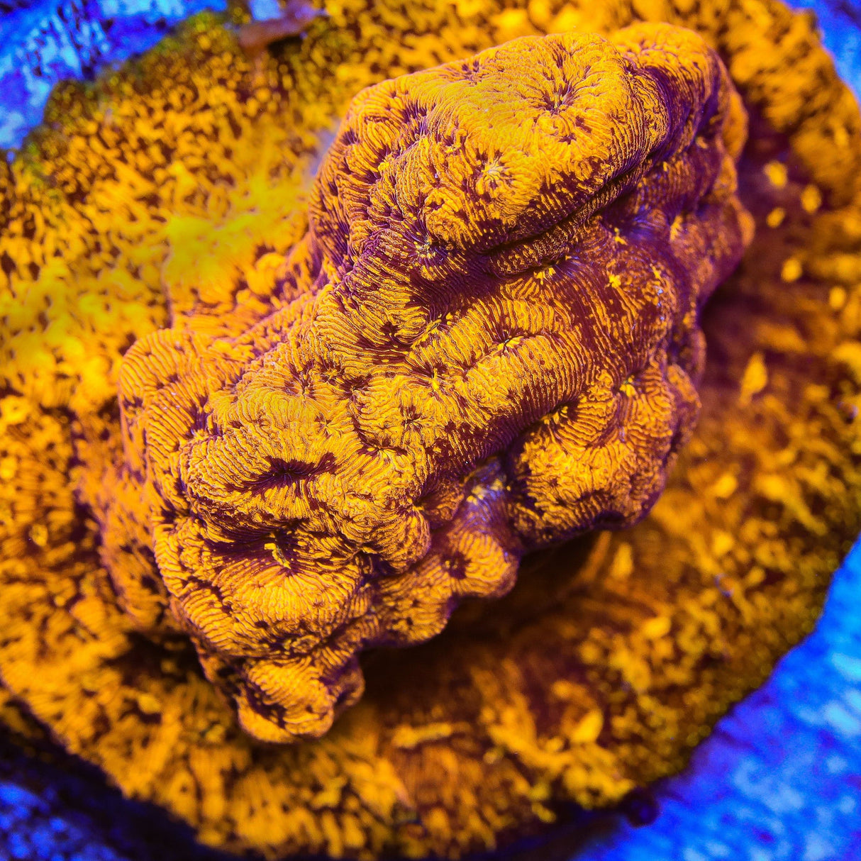 TSA Goldschlager Leptoseris Coral