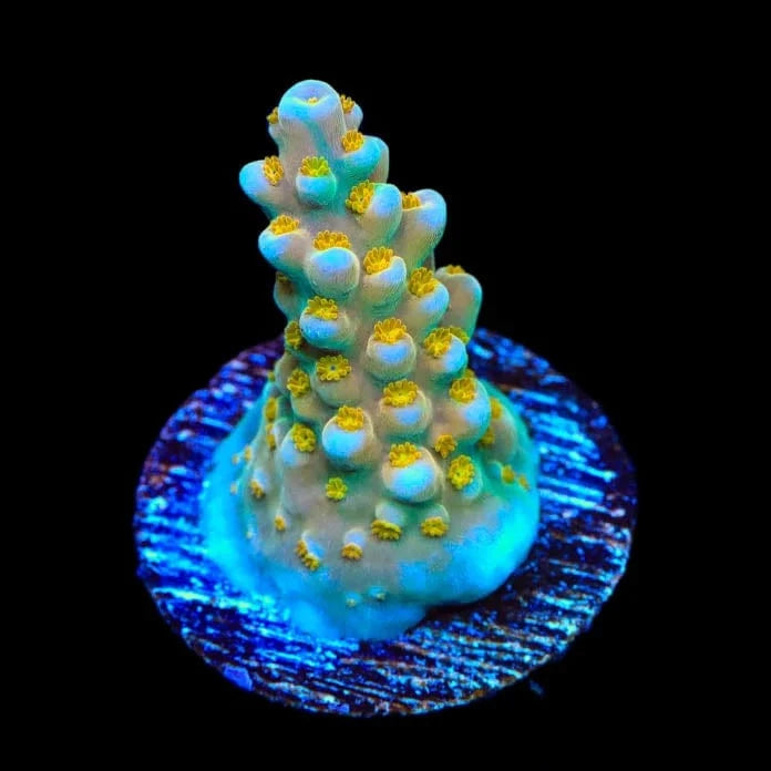 TSA Goliath Acropora Coral