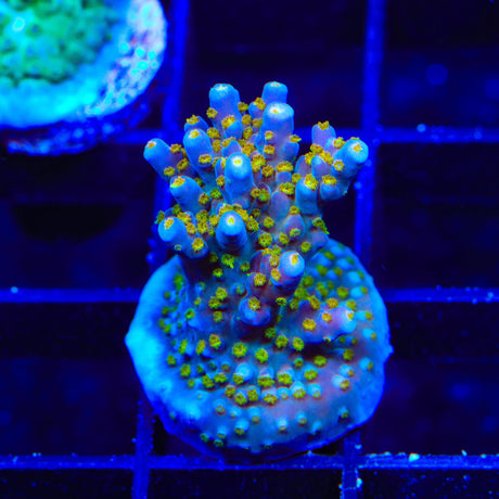 TSA Goliath Acropora Coral