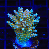 TSA Goliath Acropora Coral
