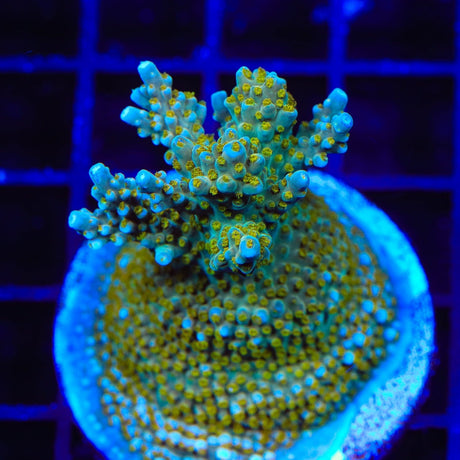 TSA Goliath Acropora Coral