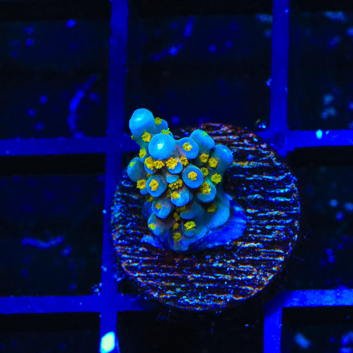 TSA Goliath Acropora Coral