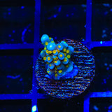 TSA Goliath Acropora Coral