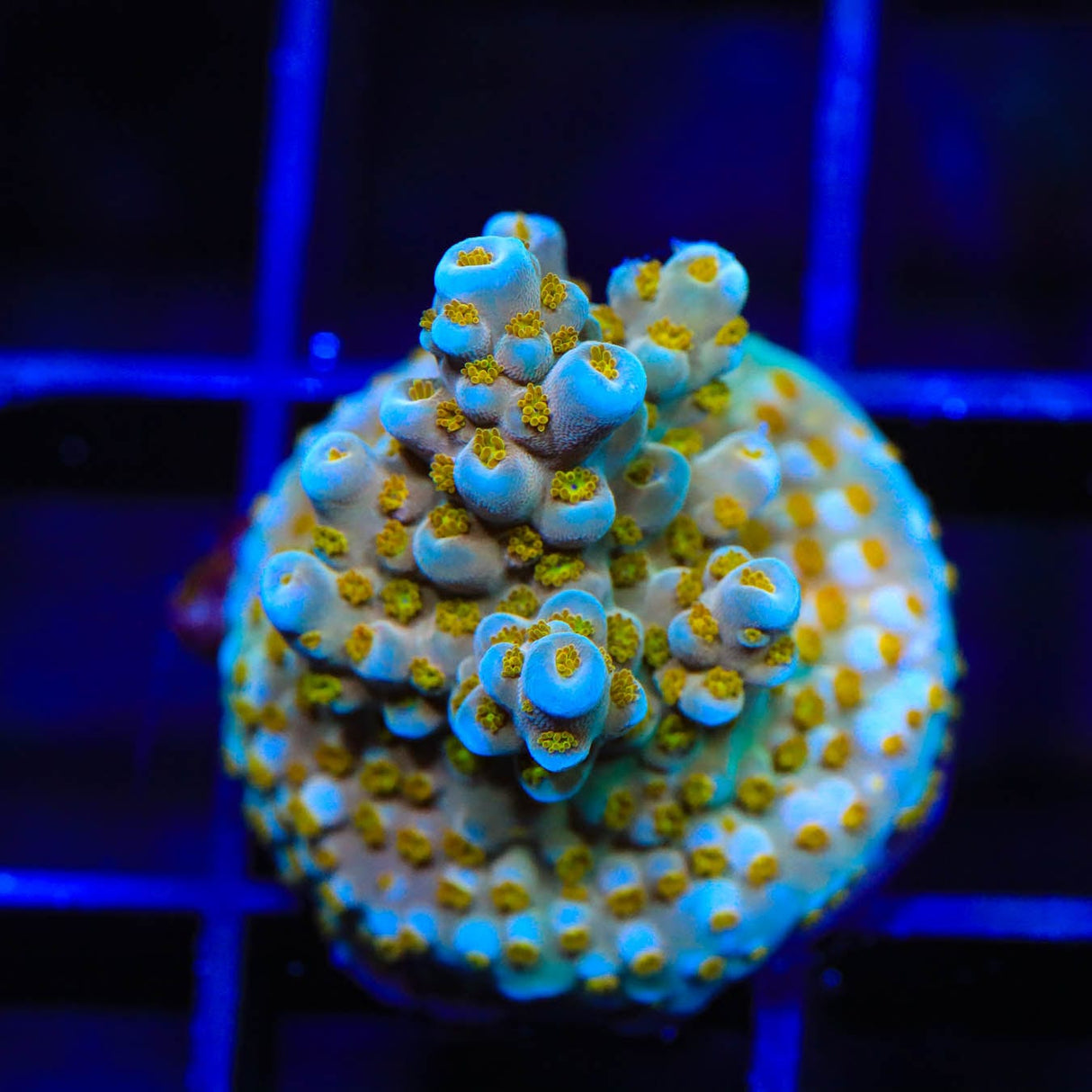 TSA Goliath Acropora Coral