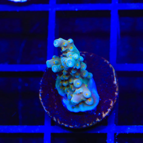 TSA Goliath Acropora Coral