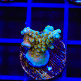 TSA Goliath Acropora Coral