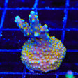 TSA Goliath Acropora XL Frag Coral