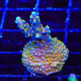 TSA Goliath Acropora XL Frag Coral