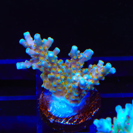 TSA Goliath Acropora XL Frag Coral