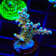 TSA Goliath Acropora XL Frag Coral