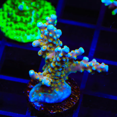 TSA Goliath Acropora XL Frag Coral