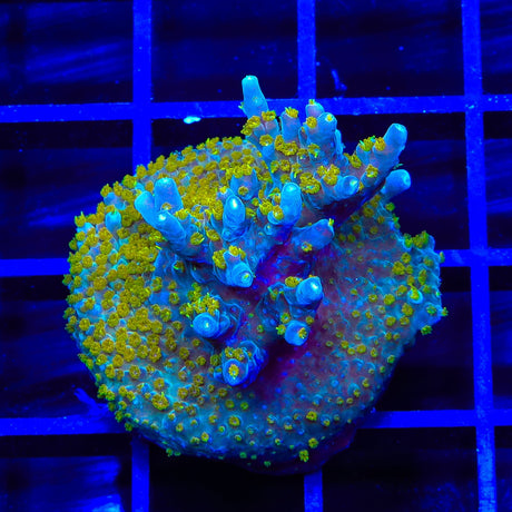 TSA Goliath Acropora XL Frag Coral