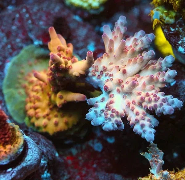 TSA Goody Two Shoes Acropora Coral