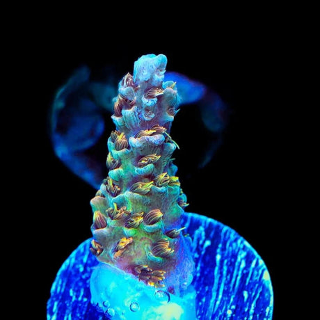 TSA Gorilla Glue Acropora Coral