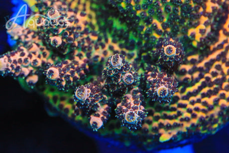 TSA Gorilla Glue Acropora Coral