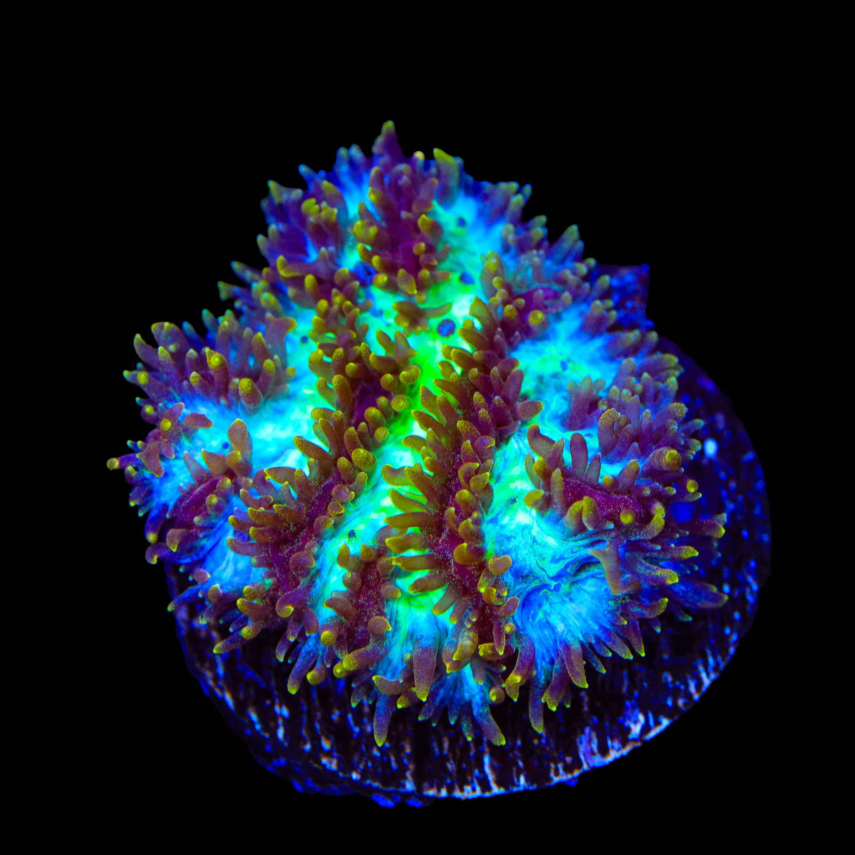 TSA Grafted Gamma Knife Hydnophora Coral