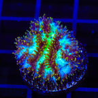TSA Grafted Gamma Knife Hydnophora Coral
