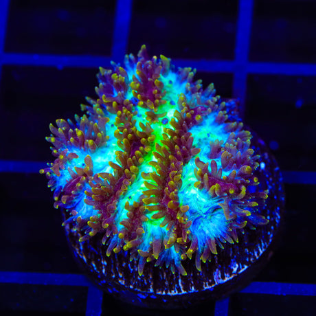 TSA Grafted Gamma Knife Hydnophora Coral