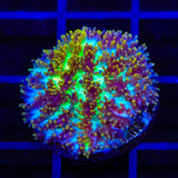 TSA Grafted Gamma Knife Hydnophora Coral