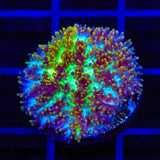 TSA Grafted Gamma Knife Hydnophora Coral