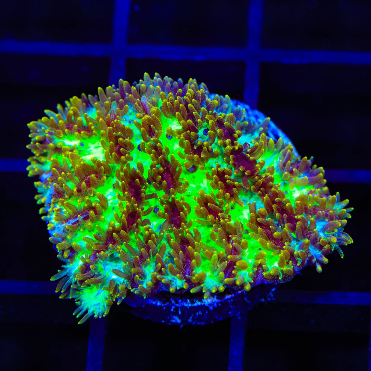 TSA Grafted Gamma Knife Hydnophora Coral