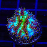TSA Grafted Gamma Knife Hydnophora Coral