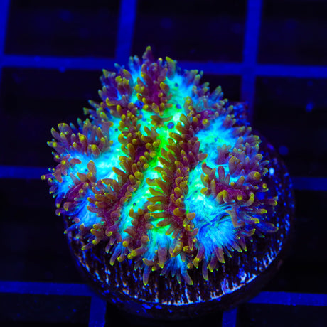 TSA Grafted Gamma Knife Hydnophora Coral