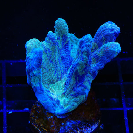 TSA Grafted Glitter Pectinia Coral