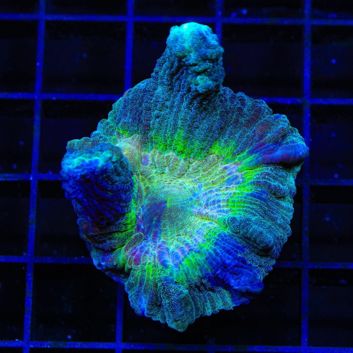 TSA Grafted Glitter Pectinia Coral