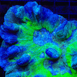 TSA Grafted Glitter Pectinia Coral