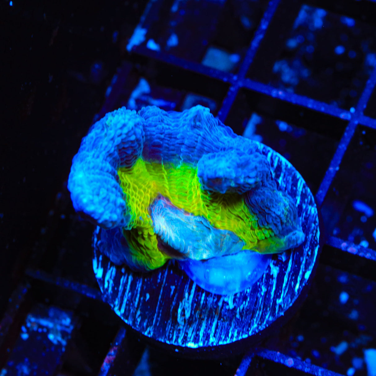 TSA Grafted Glitter Pectinia Coral