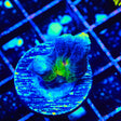 TSA Grafted Glitter Pectinia Coral