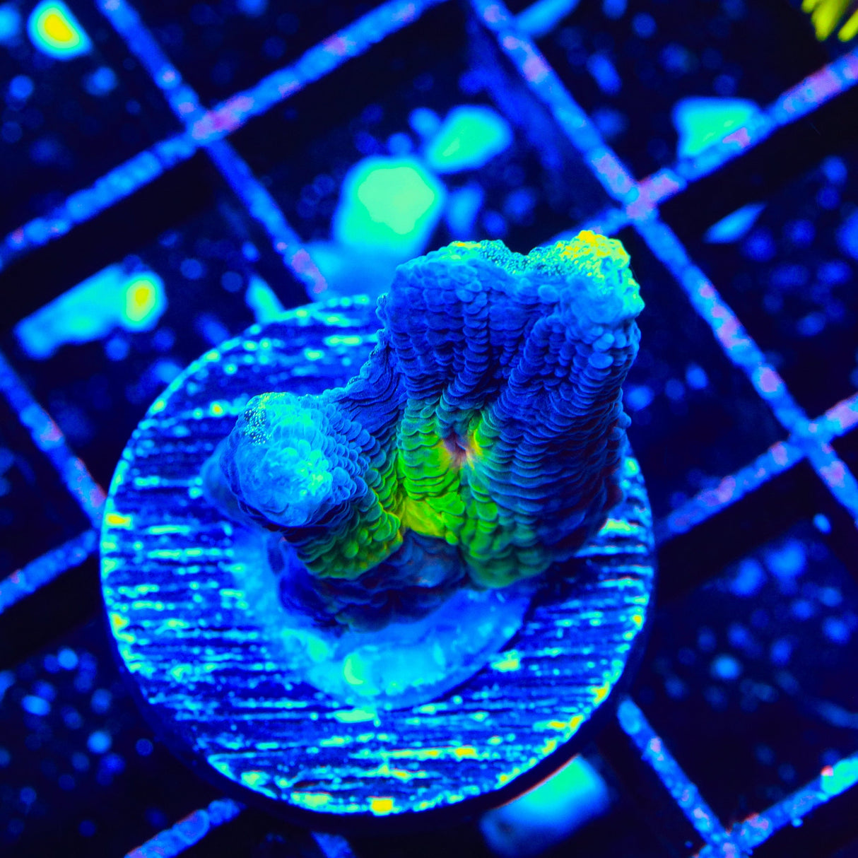 TSA Grafted Glitter Pectinia Coral