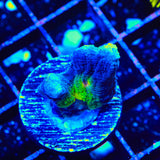 TSA Grafted Glitter Pectinia Coral