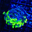 TSA Grafted Glow Tip Hammer Coral